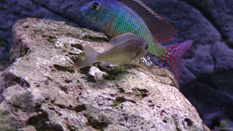 Besatz im Aquarium Malawi 1 von Spaceace (33)