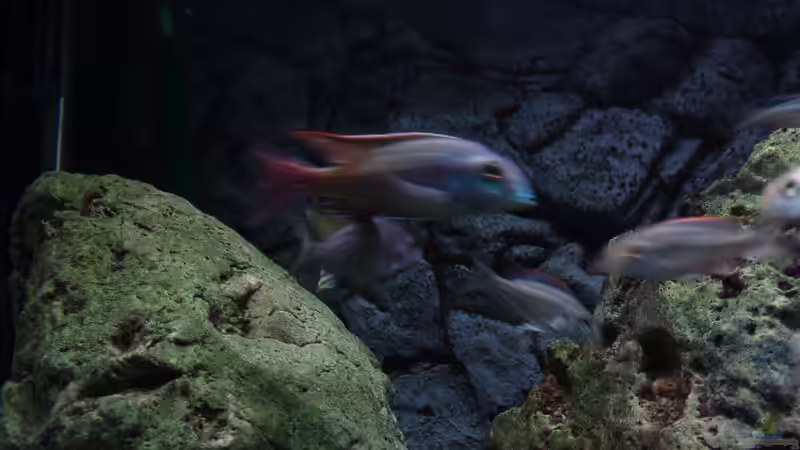 Besatz im Aquarium Malawi 1 von Spaceace (34)