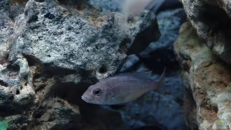 Besatz im Aquarium Malawi 1 von Spaceace (37)