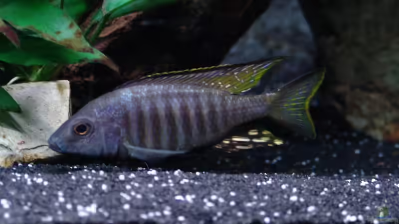 Besatz im Aquarium Malawi 1 von Spaceace (38)