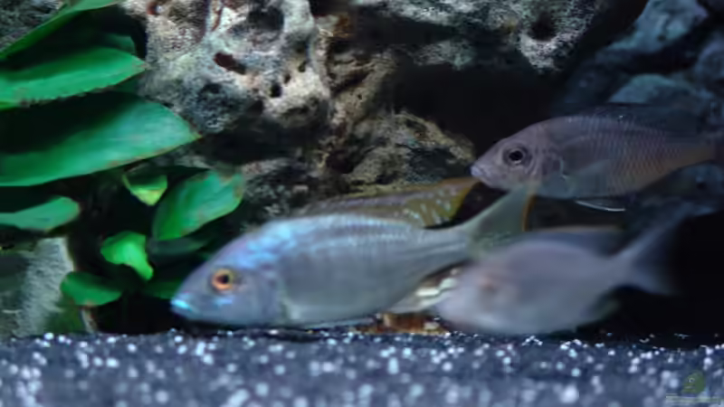 Besatz im Aquarium Malawi 1 von Spaceace (39)