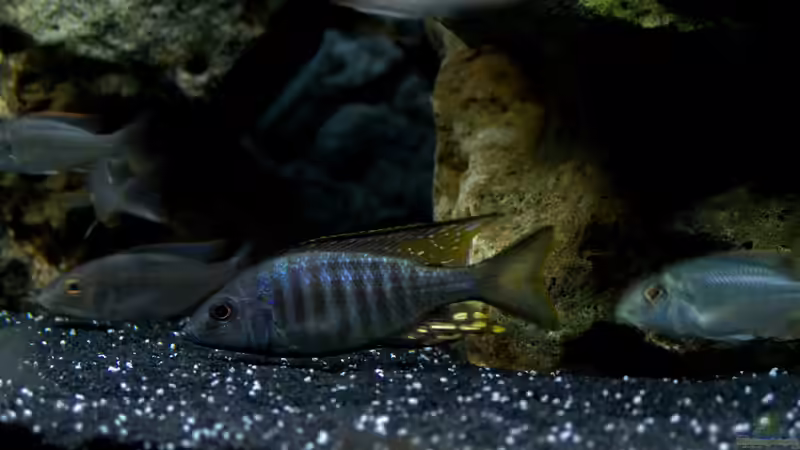 Besatz im Aquarium Malawi 1 von Spaceace (40)