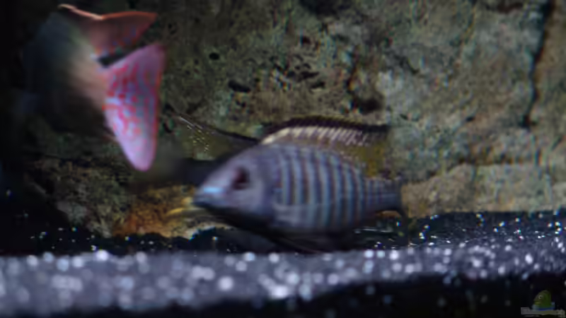 Besatz im Aquarium Malawi 1 von Spaceace (41)