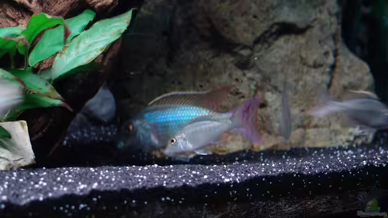 Besatz im Aquarium Malawi 1 von Spaceace (42)