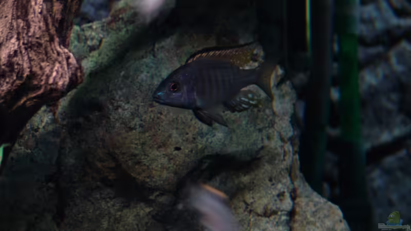 Besatz im Aquarium Malawi 1 von Spaceace (43)