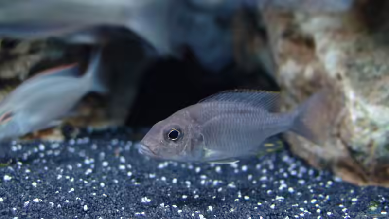 Besatz im Aquarium Malawi 1 von Spaceace (44)