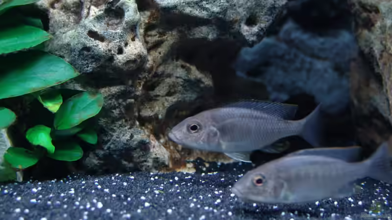 Besatz im Aquarium Malawi 1 von Spaceace (45)