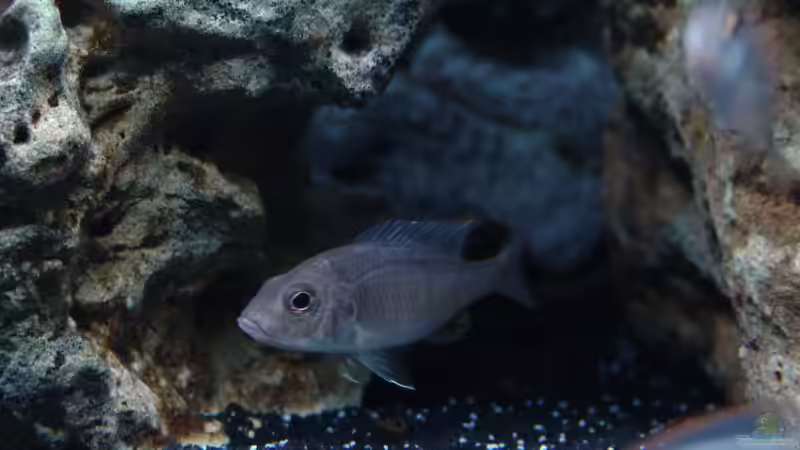 Besatz im Aquarium Malawi 1 von Spaceace (46)