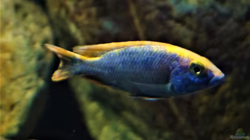 Besatz im Aquarium Malawi 2 (aufgelöst, nur noch Beispiel ) von andreas32 (60)