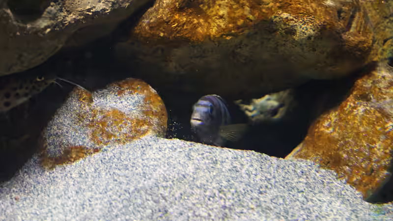 Besatz im Aquarium Malawi 2 (aufgelöst, nur noch Beispiel ) von andreas32 (61)