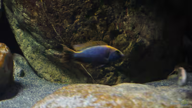 Besatz im Aquarium Malawi 2 (aufgelöst, nur noch Beispiel ) von andreas32 (62)