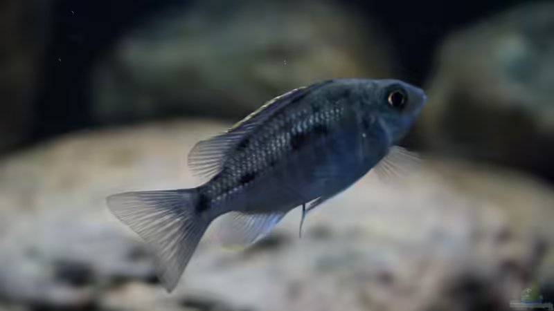 Besatz im Aquarium Malawi 2 (aufgelöst, nur noch Beispiel ) von andreas32 (63)