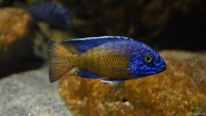 Besatz im Aquarium Malawi 2 (aufgelöst, nur noch Beispiel ) von andreas32 (64)