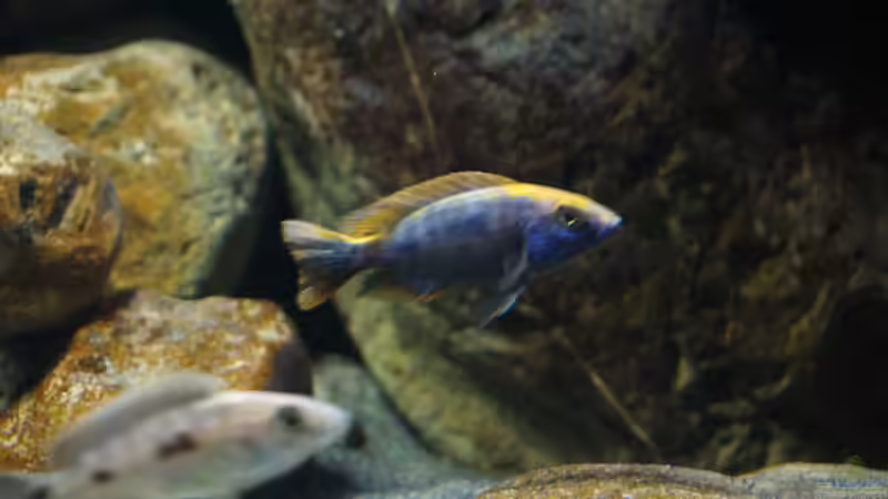 Besatz im Aquarium Malawi 2 (aufgelöst, nur noch Beispiel ) von andreas32 (65)