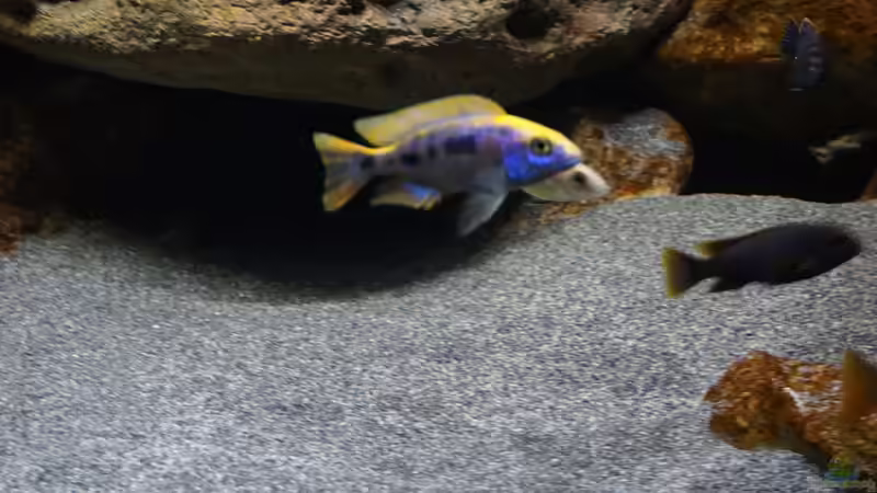 Besatz im Aquarium Malawi 2 (aufgelöst, nur noch Beispiel ) von andreas32 (66)