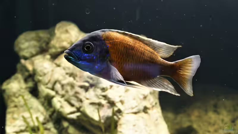 Besatz im Aquarium Malawi 2 (aufgelöst, nur noch Beispiel ) von andreas32 (67)