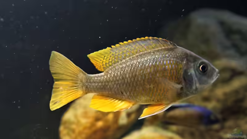 Besatz im Aquarium Malawi 2 (aufgelöst, nur noch Beispiel ) von andreas32 (68)