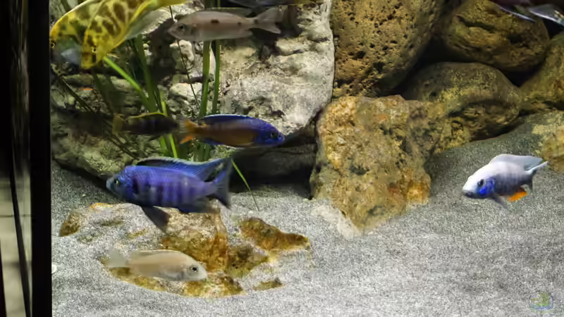 Besatz im Aquarium Malawi 2 (aufgelöst, nur noch Beispiel ) von andreas32 (69)