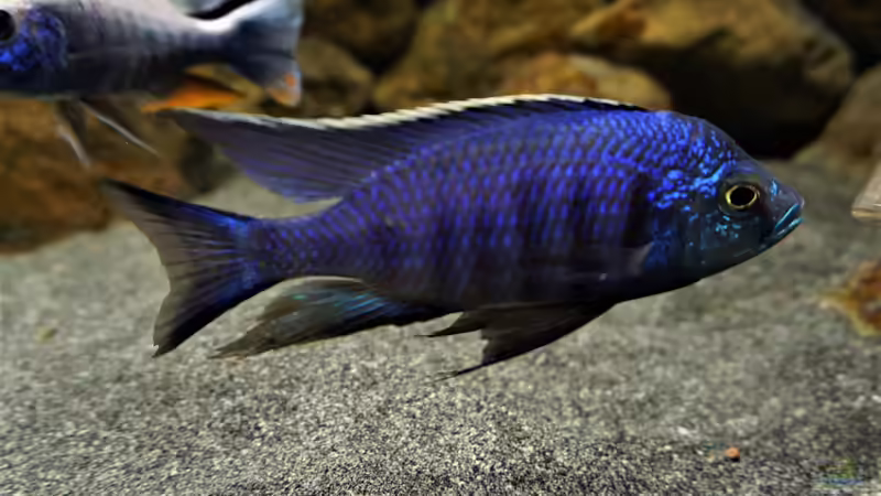 Besatz im Aquarium Malawi 2 (aufgelöst, nur noch Beispiel ) von andreas32 (72)