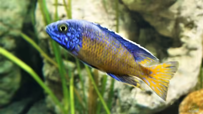 Besatz im Aquarium Malawi 2 (aufgelöst, nur noch Beispiel ) von andreas32 (74)