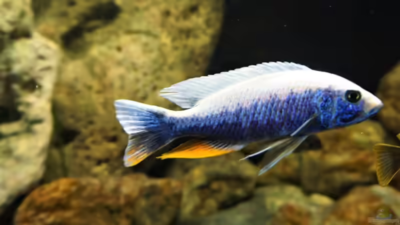 Besatz im Aquarium Malawi 2 (aufgelöst, nur noch Beispiel ) von andreas32 (75)