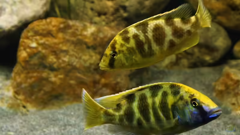 Besatz im Aquarium Malawi 2 (aufgelöst, nur noch Beispiel ) von andreas32 (77)