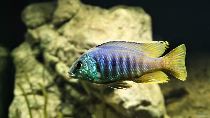 Besatz im Aquarium Malawi 2 (aufgelöst, nur noch Beispiel ) von andreas32 (78)