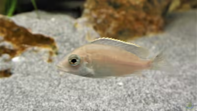 Besatz im Aquarium Malawi 2 (aufgelöst, nur noch Beispiel ) von andreas32 (79)