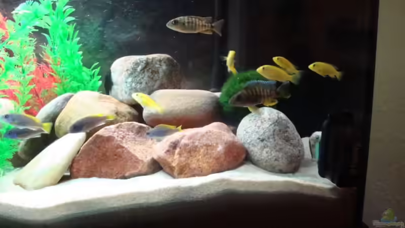 Besatz im Aquarium Malawi 200 Liter von Holger Busse (10)