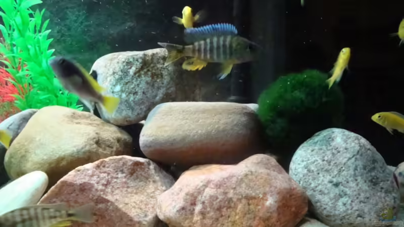 Besatz im Aquarium Malawi 200 Liter von Holger Busse (9)