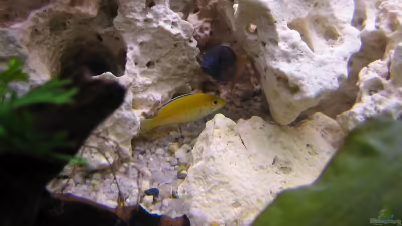 Besatz im Aquarium Malawi 200 Liter von Sky1706 (10)