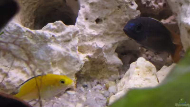 Besatz im Aquarium Malawi 200 Liter von Sky1706 (11)