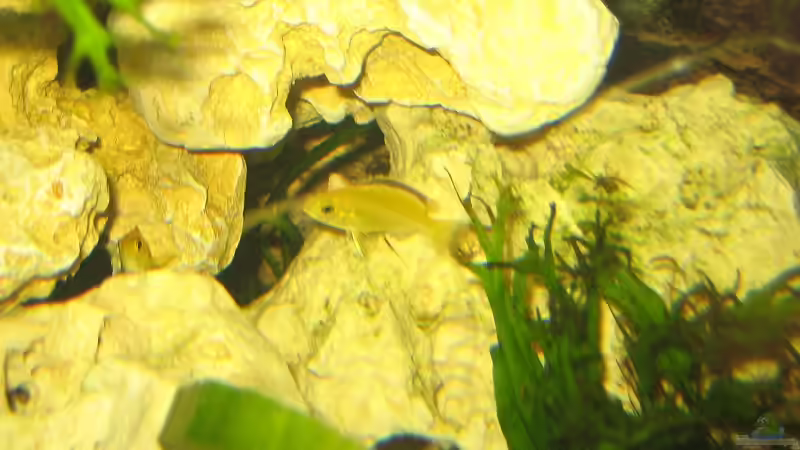 Besatz im Aquarium Malawi 200 Liter von Sky1706 (12)