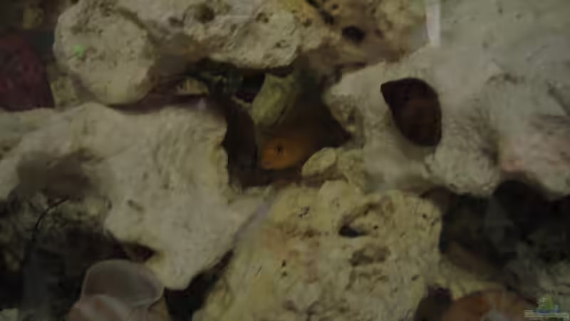 Besatz im Aquarium Malawi 200 Liter von Sky1706 (13)