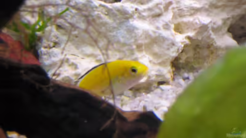 Besatz im Aquarium Malawi 200 Liter von Sky1706 (9)