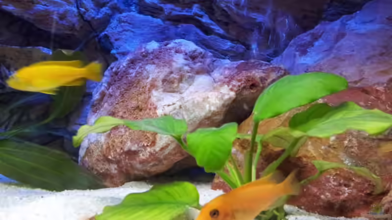 Besatz im Aquarium Malawi 240 mbuna von Brownson (15)