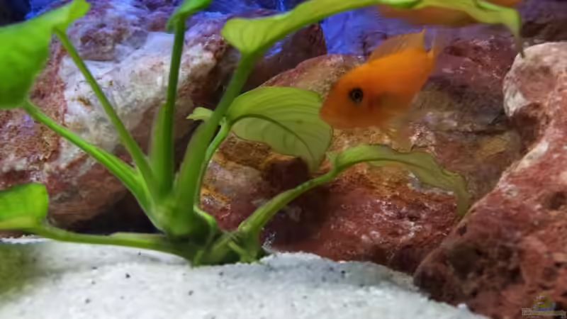 Besatz im Aquarium Malawi 240 mbuna von Brownson (16)