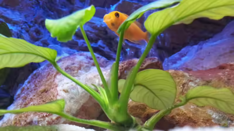 Besatz im Aquarium Malawi 240 mbuna von Brownson (17)