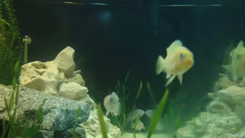 Besatz im Aquarium MALAWI 250 l von Marc Müller (3)