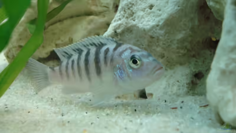 Besatz im Aquarium MALAWI 250 l von Marc Müller (6)