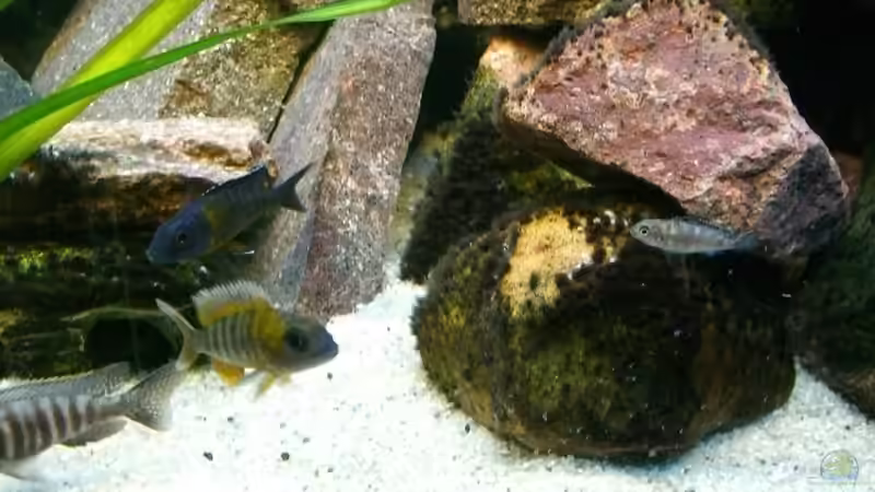 Besatz im Aquarium Malawi 260 von Bootboy (10)