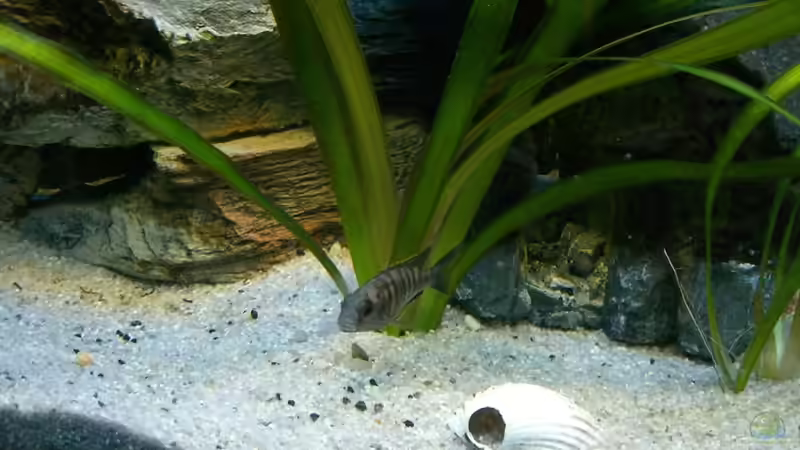 Besatz im Aquarium Malawi 260 von Bootboy (13)