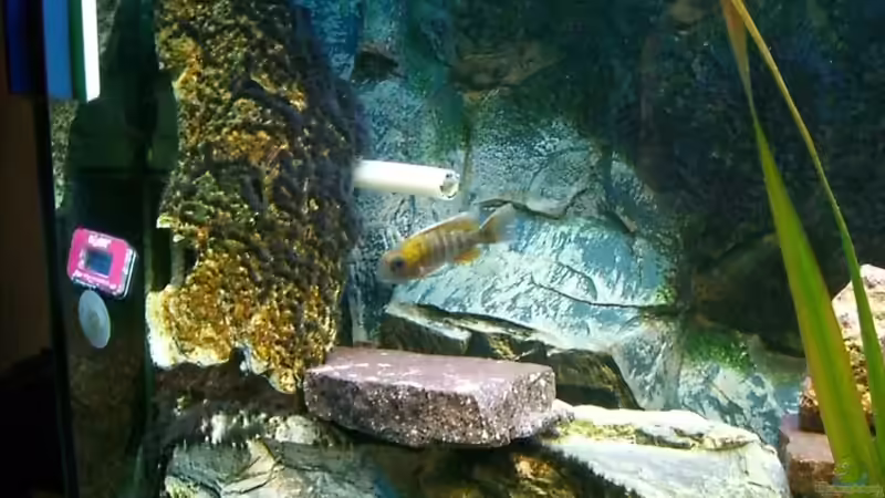 Besatz im Aquarium Malawi 260 von Bootboy (8)