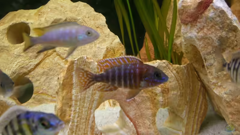 Besatz im Aquarium Malawi 450 von Bootboy (10)