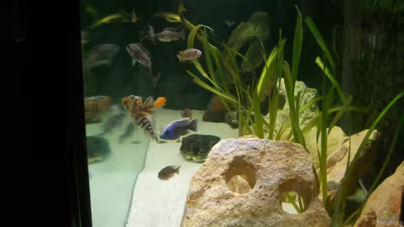 Besatz im Aquarium Malawi 450 von Bootboy (11)
