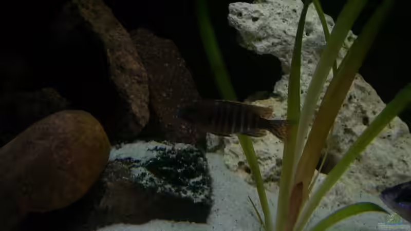 Besatz im Aquarium Malawi 450 von Bootboy (12)