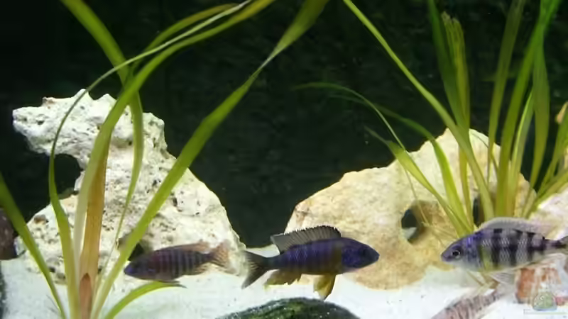 Besatz im Aquarium Malawi 450 von Bootboy (13)