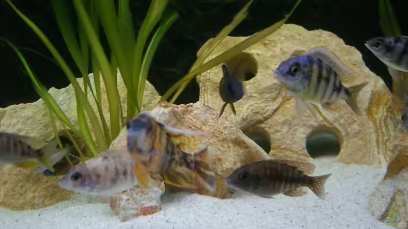 Besatz im Aquarium Malawi 450 von Bootboy (14)