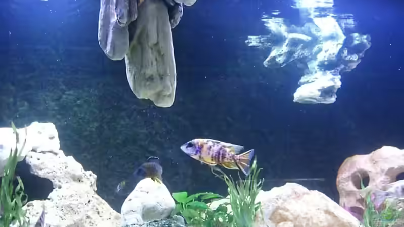 Besatz im Aquarium Malawi 450 von Bootboy (16)