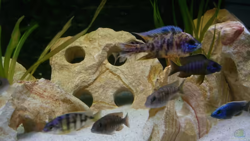 Besatz im Aquarium Malawi 450 von Bootboy (9)